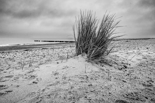 L'herbe des dunes sur la plage sur Bild.Konserve