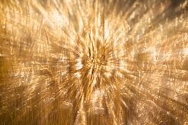 Waving reed panicles