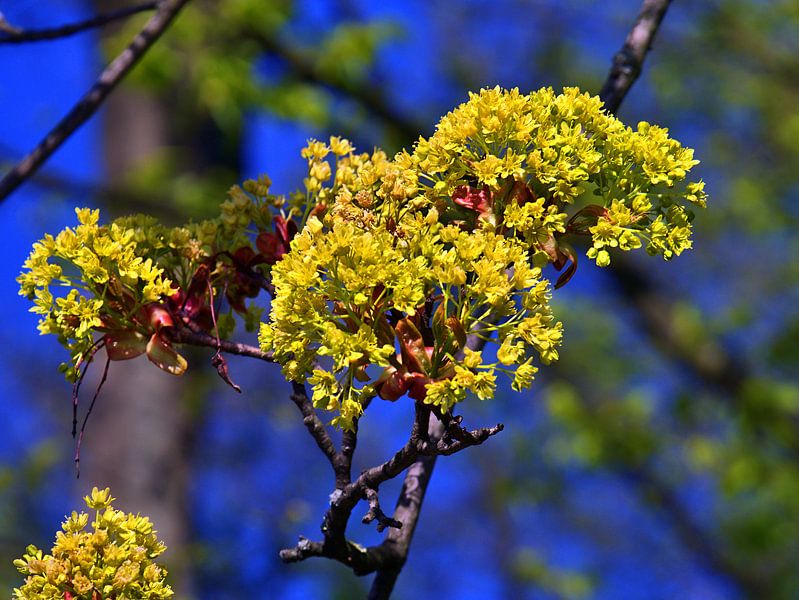 fleurs jaunes 1 par Edgar Schermaul