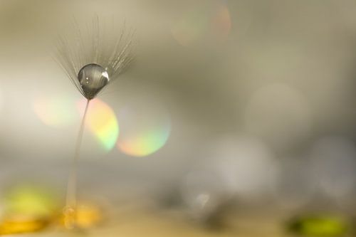 Peluche de pissenlit avec goutte d'eau