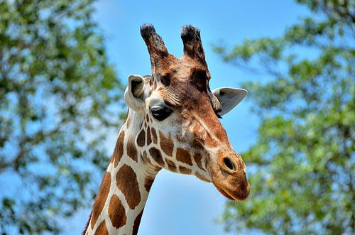 Giraf in Miami Zoo