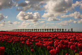 Tulpenveld met bomenrij by Kerstin Lotze