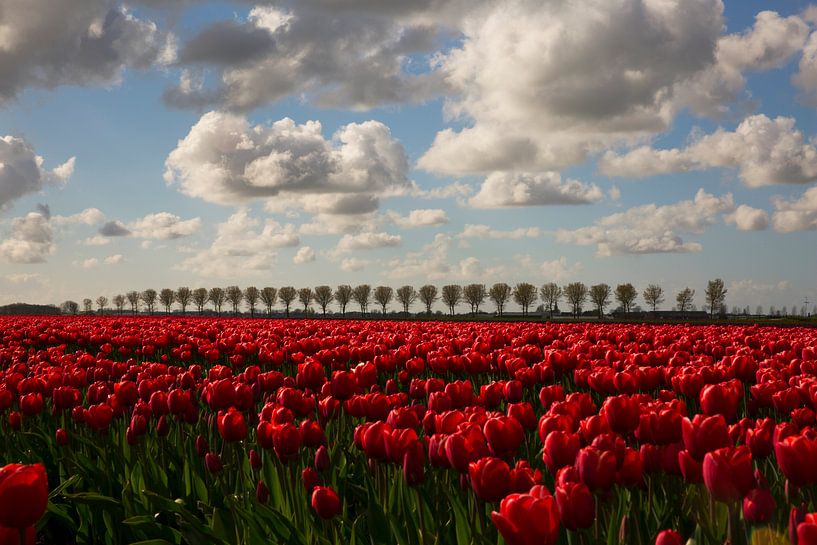 Tulpenveld met bomenrij by Kerstin Lotze