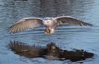 Snowy owl