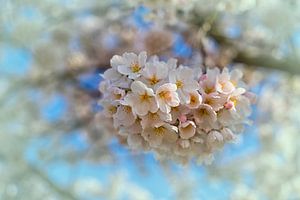 Frühling, Ja Blüte in den Niederlanden