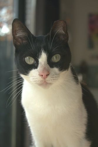 Portret Spaanse straatkat deel 2