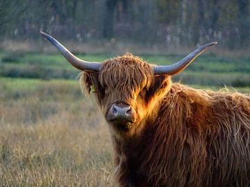 Schotse Hooglander in de zon van Joyce Dales