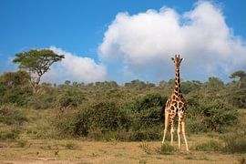 Baringo giraffe (Giraffa camelopardalis), Murchison Falls National Park, Uganda by Alexander Ludwig