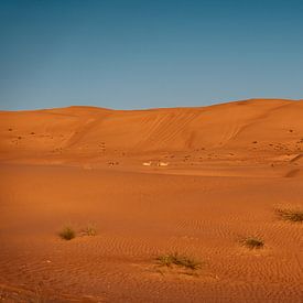 Wild camels by Auke Hamers