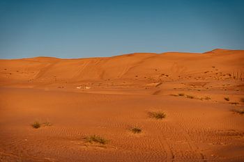 Dromadaires sauvages