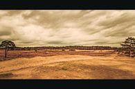 Loonse- en Drunense Duinen van Dirk Smit thumbnail