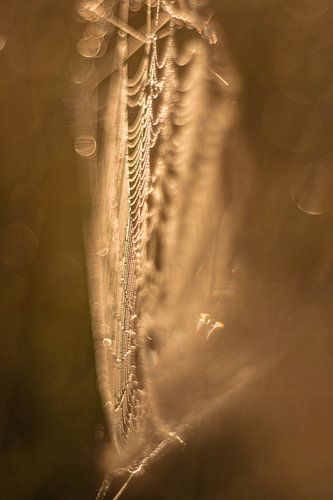 Dauwdruppels in spinnenweb