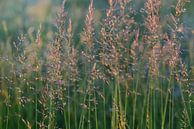 Wild grasses with seeds by Ulrike Leone thumbnail