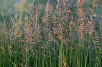 Wild grasses with seeds