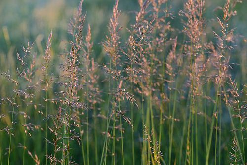 Wild grasses with seeds