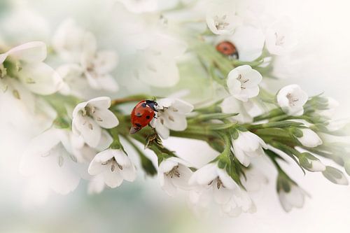 Coccinelle(s) sur Ellen van Deelen