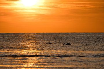 Zonsondergang op het strand van Poel met zwanen van Martin Köbsch