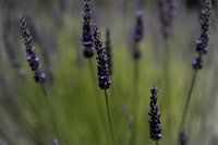Paars Purple