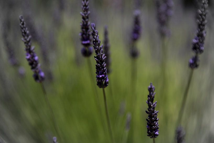 Paars Purple by Esther Swaager