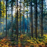 Forêt
