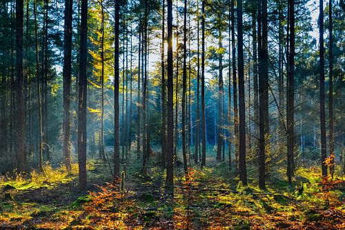 Een koude herfstochtend in boswachterij Gieten-Borger