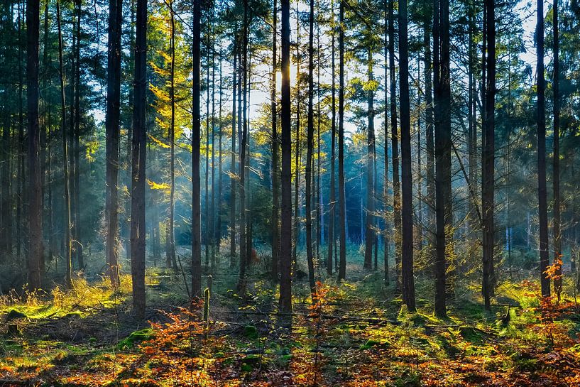Ein kalter Herbstmorgen im Gieten-Borger-Forstgebiet von Fred van Bergeijk