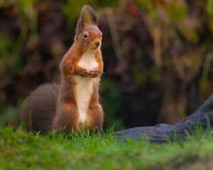 Stehendes Eichhörnchen