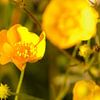 Wild Flowers by Dirk Smit