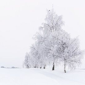 Snowy tree avenue, Norway by Adelheid Smitt