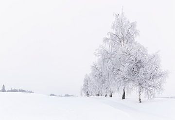 Besneeuwde bomenlaan, Noorwegen