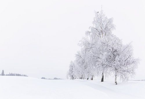 Besneeuwde bomenlaan, Noorwegen van Adelheid Smitt