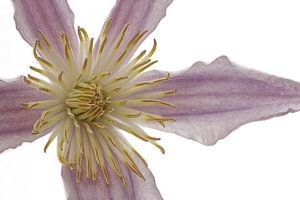 Clematis sur Tanja van Beuningen