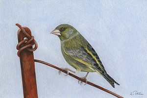 Grünfink (Chloris chloris)