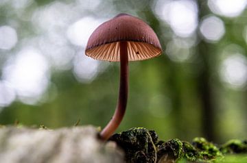 Pilz, Herbst von Sebastiaan Duijff