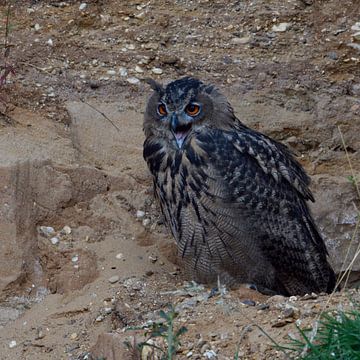 Eurasian Eagle Owl ( Bubo bubo ), young bird in a gravel pit, calling, cawing, begging for food, at  van wunderbare Erde