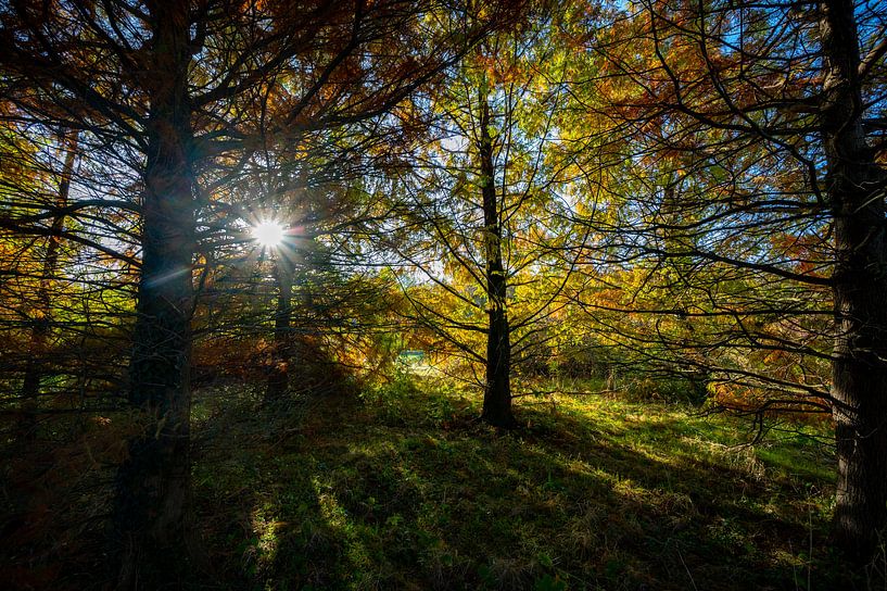 Autumn colours by Peter de Jong