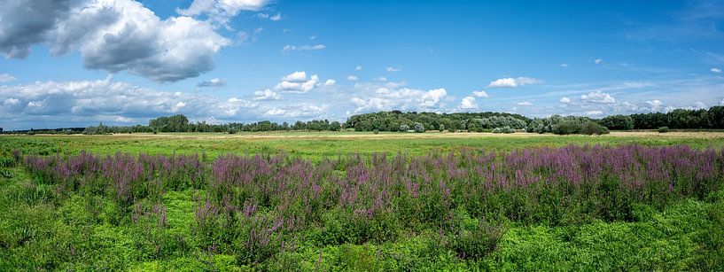 Extra large panoramic view over the Borchbeemden by Werner Lerooy