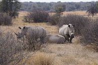 Rhinos in Botswana by Job Moerland thumbnail