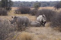 Neushoorns in Botswana