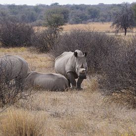 Nashörner in Botswana von Job Moerland