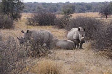 Nashörner in Botswana von Job Moerland