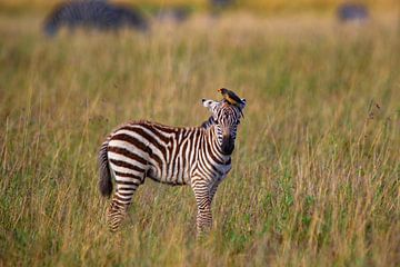 jonge zebra met hoed van Peter Michel