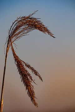 A reed plume in backlight as the sun sets. by Anne Ponsen