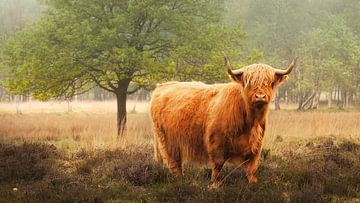 Schotse hooglander op Doldersummerveld van Halma Fotografie