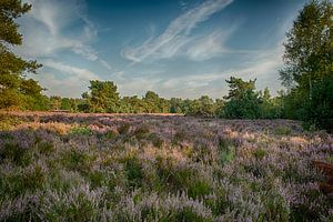 Landscape photo of flowering purple heather by peters-fotos.nl