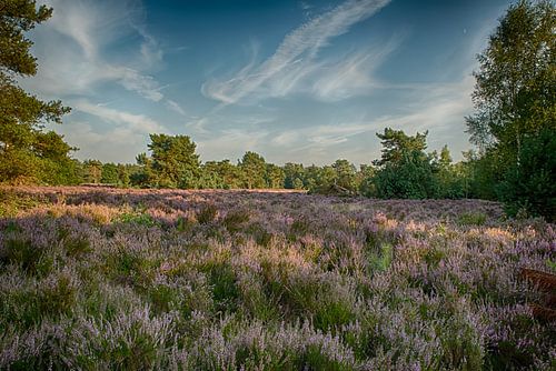 Landschapsfoto van bloeiende paarse heide