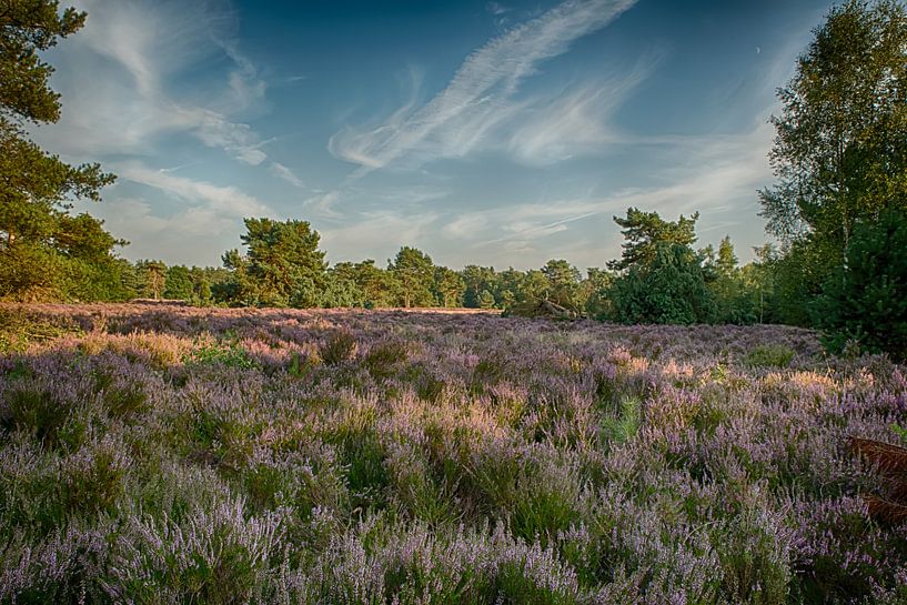 Photo de paysage de bruyère pourpre en fleur par peters-fotos.nl