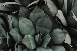 Succulentes