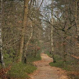 Forest walk in autumn by Saranda in t Veld Fotografie