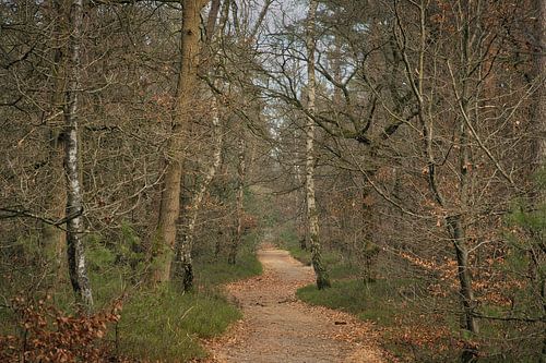 Boswandeling in de herfst van Saranda in t Veld Fotografie